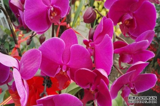仙客来花茎发蔫弯下来，可减少浇水追施磷钾肥