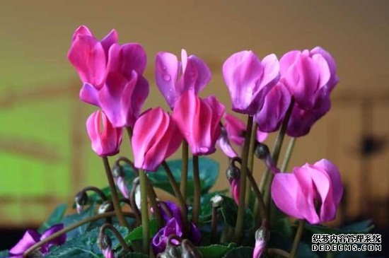 仙客来花茎发蔫弯下来，可减少浇水追施磷钾肥
