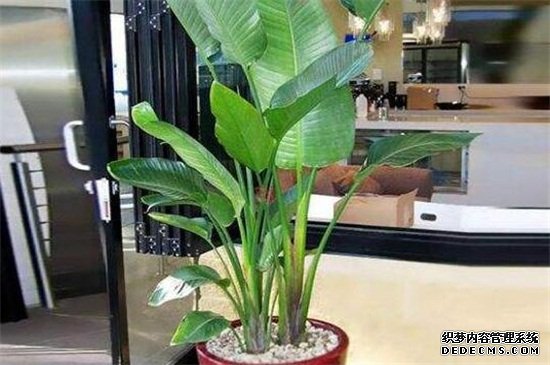 如何延长鹤望兰的花期