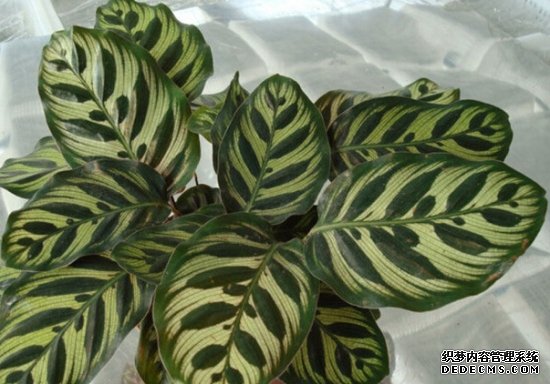 孔雀竹芋