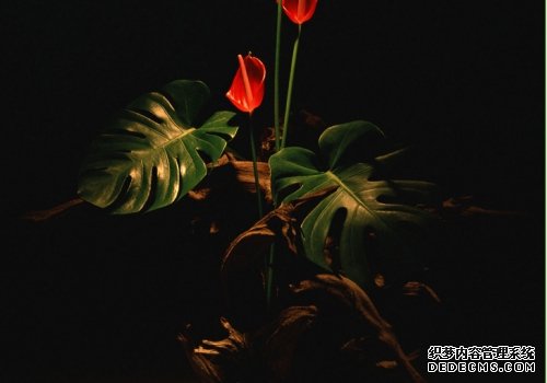 夜色下的龟背竹