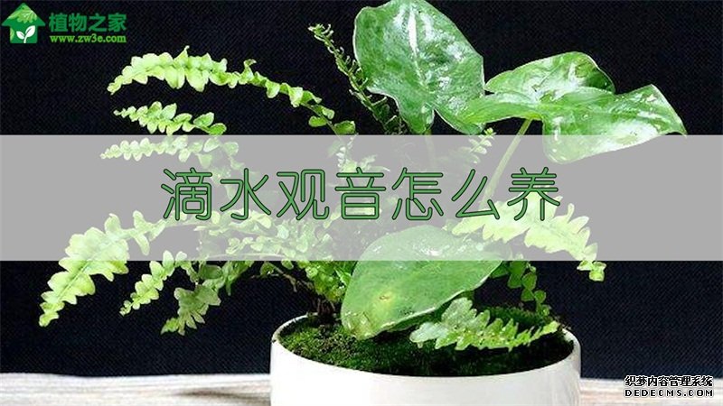 滴水观音怎么养