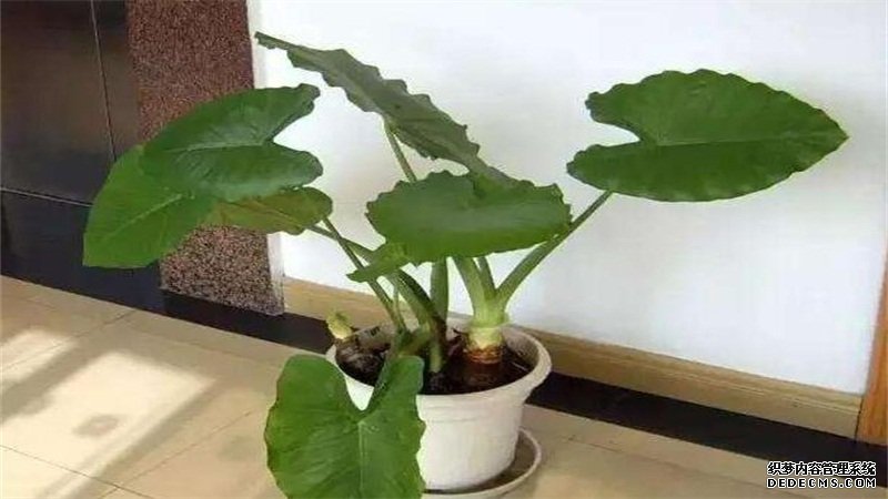 滴水观音怎么养