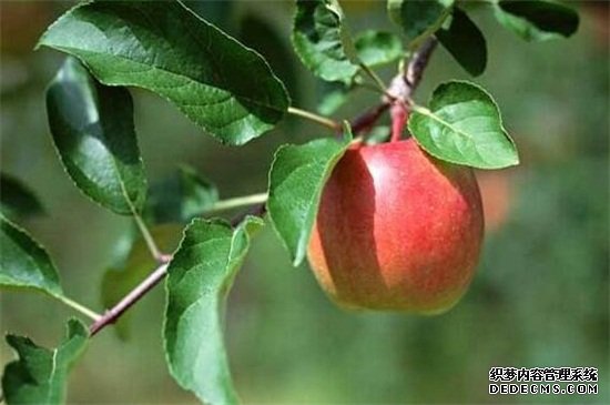 苹果树花期打什么药