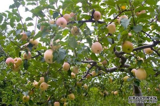 苹果树花期打什么药