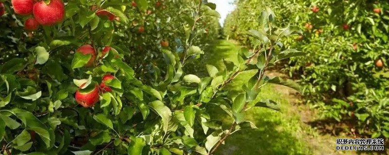 苹果树黄叶病怎么治疗