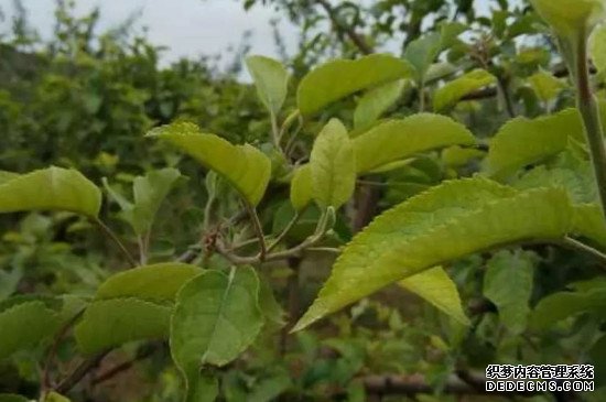 苹果树黄叶病怎么治疗