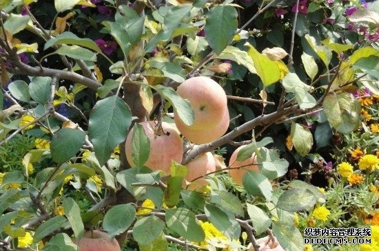 苹果树黄叶病怎么治疗