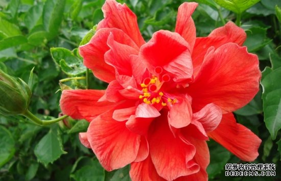 扶桑花