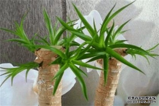 龙血树砍头的最佳时间，4～5月最为适宜