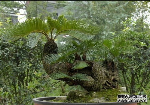 铁树