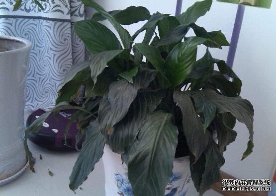 白掌为什么不开花，让白掌开花的四个养护方法