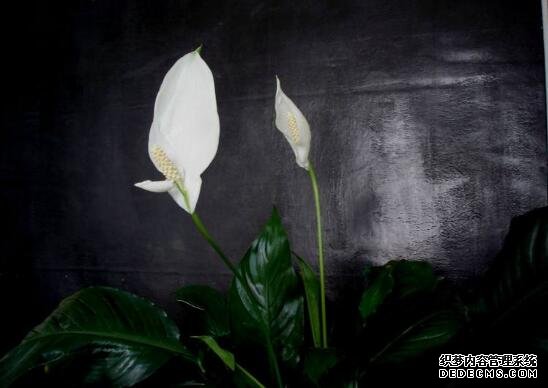 白掌为什么不开花，让白掌开花的四个养护方法