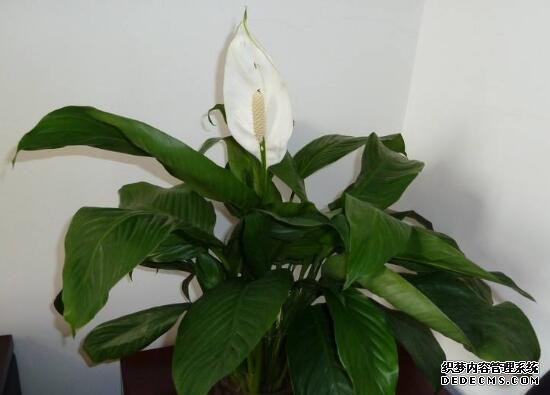 白掌为什么不开花，让白掌开花的四个养护方法