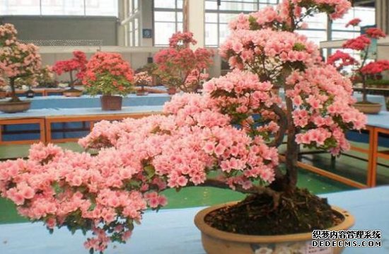 杜鹃花的养殖方法和注意事项：环境,盆土选择很重要