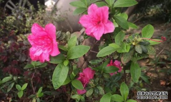 杜鹃花的养殖方法和注意事项：环境,盆土选择很重要