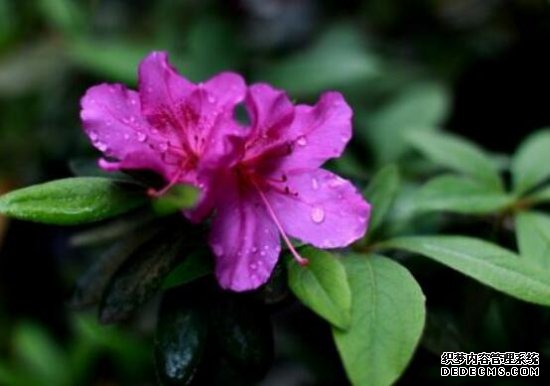 杜鹃花的养殖方法和注意事项：环境,盆土选择很重要