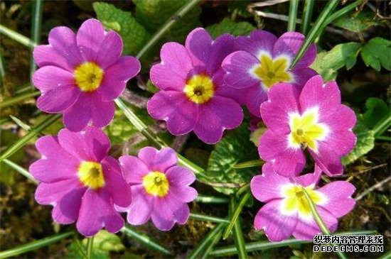 报春花冬天养殖禁忌