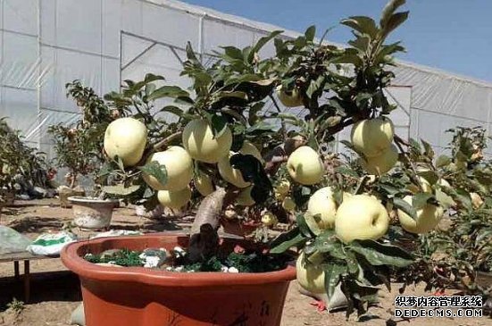 盆栽苹果树叶子干枯了怎么回事