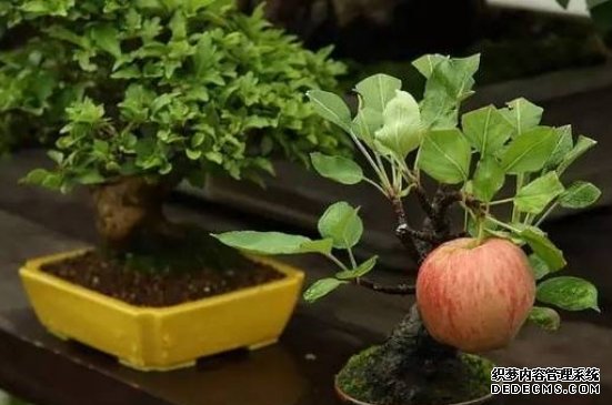 盆栽苹果树叶子干枯了怎么回事