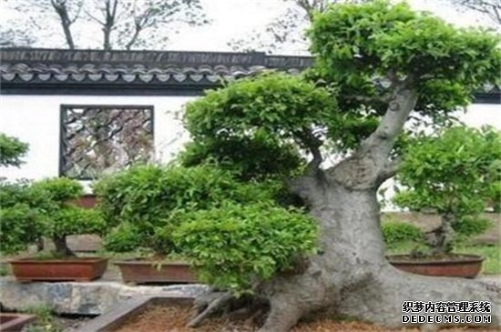 榆树的养殖方法和注意事项