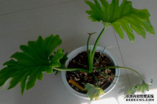 龟背竹可以用阿司匹林吗?水培的