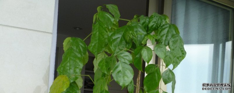 夏天幸福树落叶怎么办