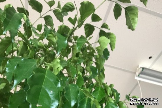 夏天幸福树落叶怎么办