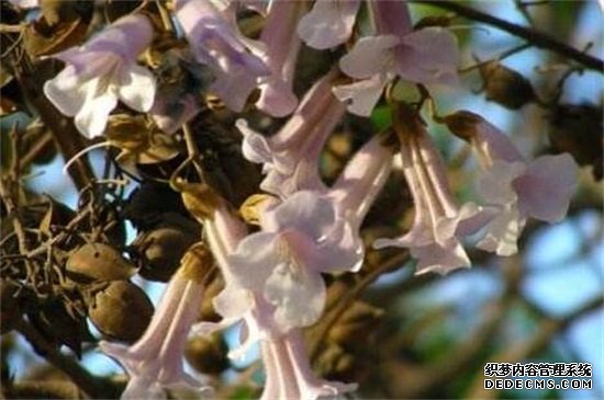 梧桐花和泡桐花的区别，4个步骤区分两者不同