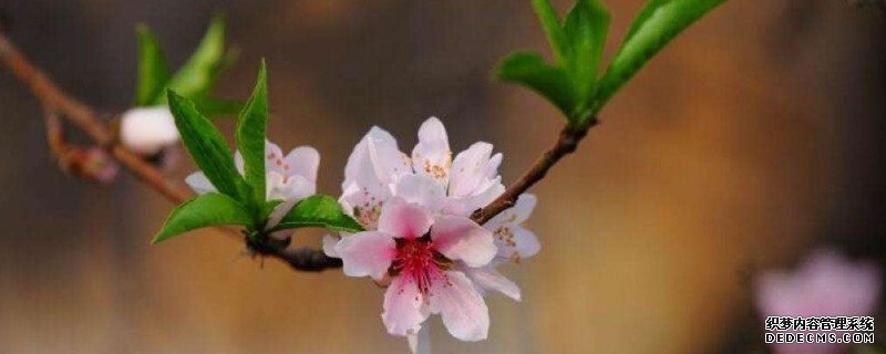 桃花象征着什么品格