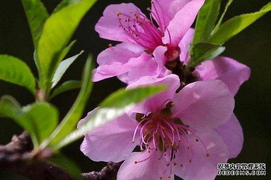 桃花象征着什么品格