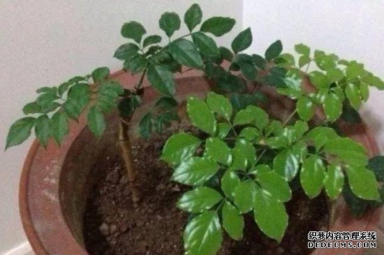幸福树的扦插季节和方法