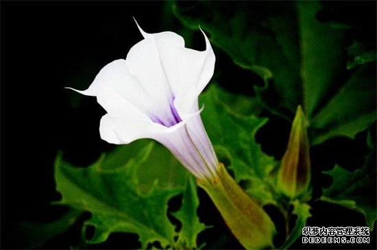 曼陀罗花的传说，五大传说/东西方看法截然相反