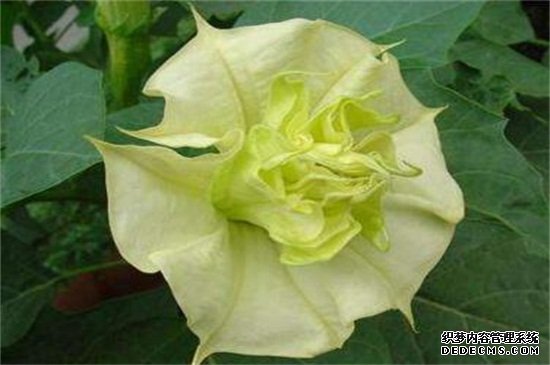 曼陀罗花的传说，五大传说/东西方看法截然相反