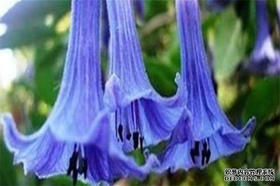 曼陀罗花的传说，五大传说/东西方看法截然相反