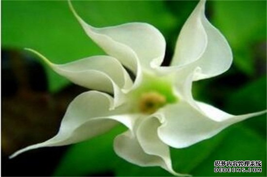 曼陀罗花的传说，五大传说/东西方看法截然相反