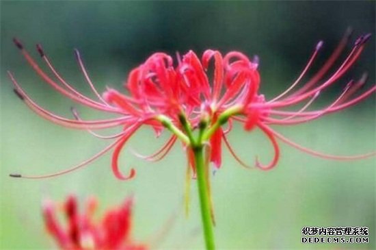 曼陀罗花的传说，五大传说/东西方看法截然相反
