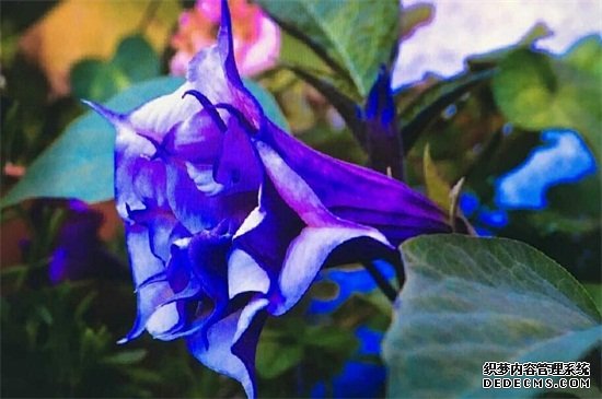 曼陀罗花的传说，五大传说/东西方看法截然相反