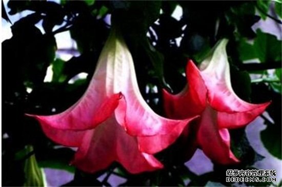 曼陀罗花的传说，五大传说/东西方看法截然相反