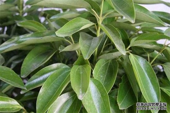 平安树叶子变黄怎么办，稀释浓肥和遮荫防晒