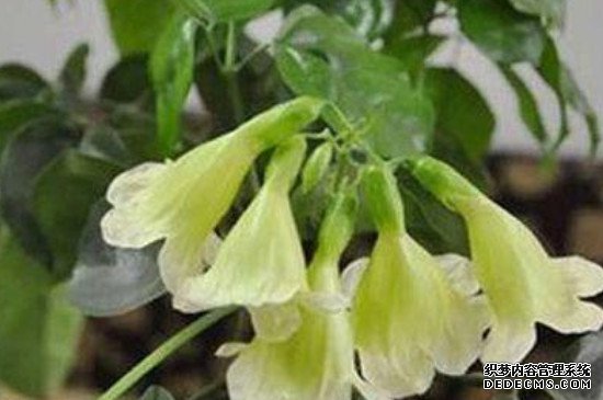 幸福树开花吗?几年一开花