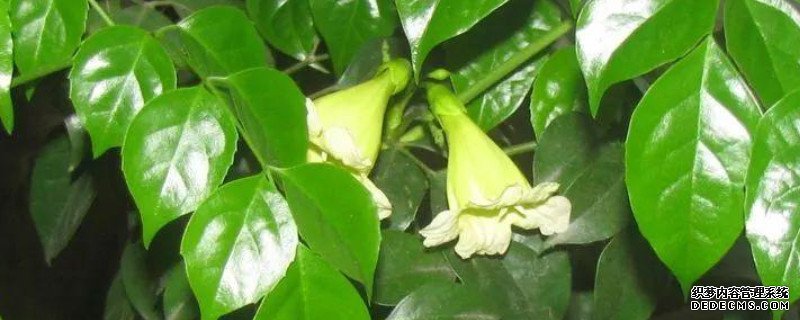 幸福树开花吗?几年一开花
