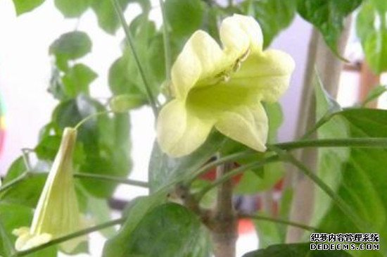 幸福树开花吗?几年一开花