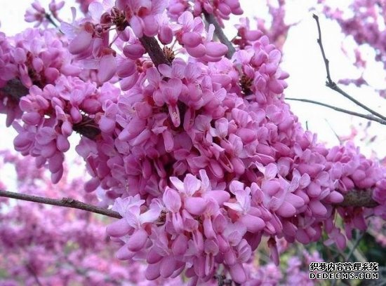 紫荆