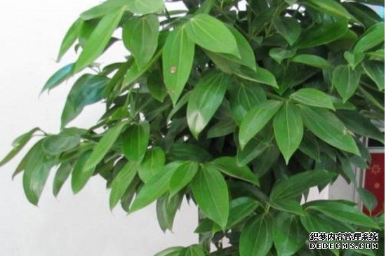 平安树水培发芽了