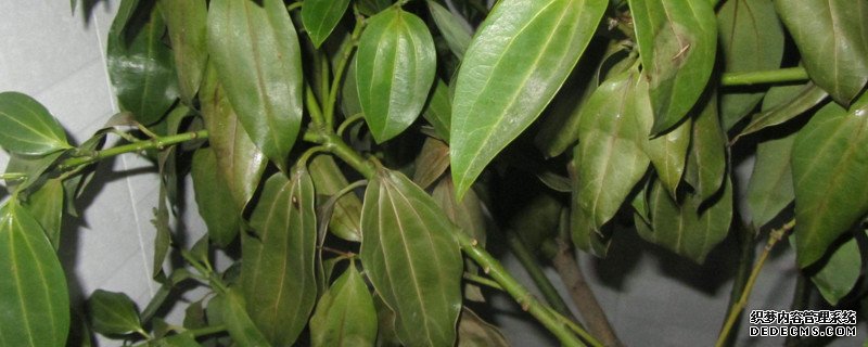 平安树水培发芽了