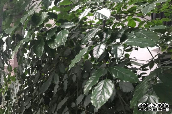 幸福树如何养殖