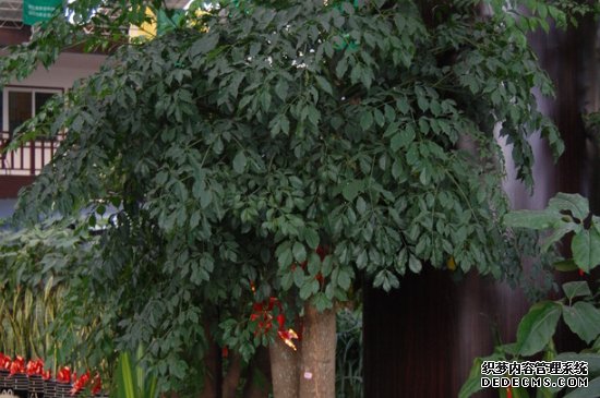 幸福树夏天多久浇水一次