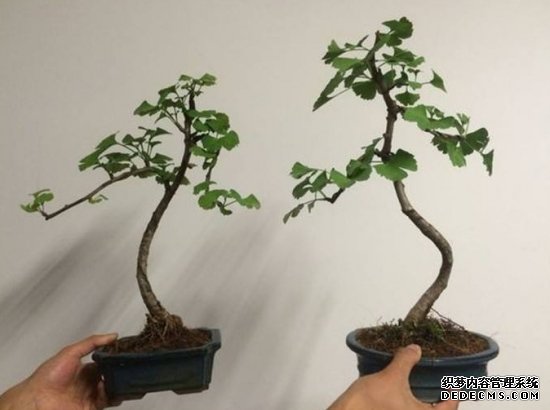盆栽银杏