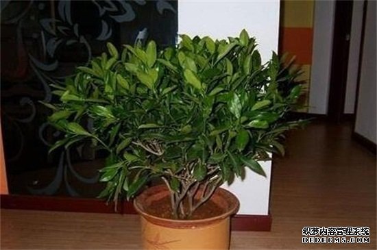 平安树黑杆要剪断吗，修剪消毒还要光照养护